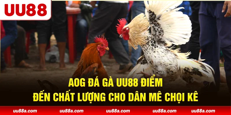 AOG Đá Gà UU88 - Điểm đến chất lượng cho dân mê chọi kê