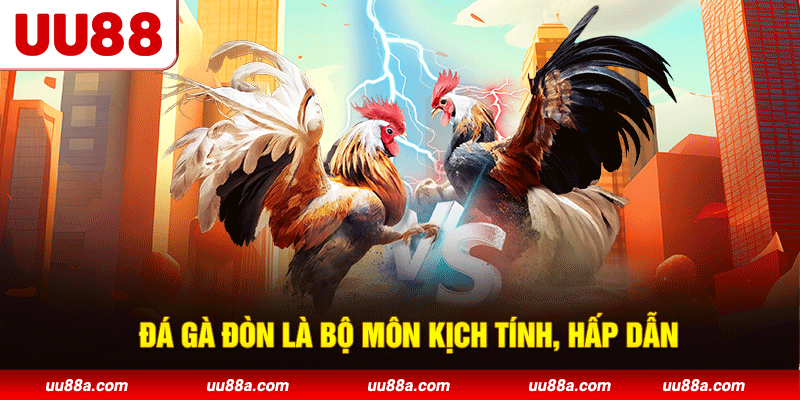 Đá gà đòn là bộ môn kịch tính, hấp dẫn