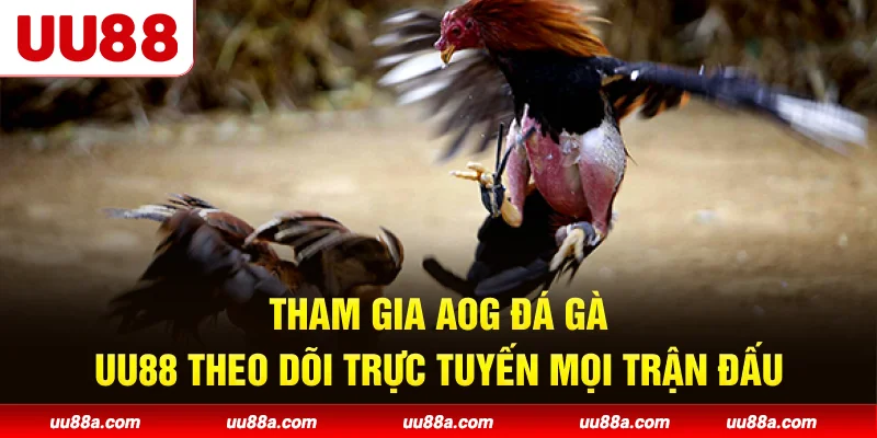 Tham gia AOG Đá Gà UU88 theo dõi trực tuyến mọi trận đấu
