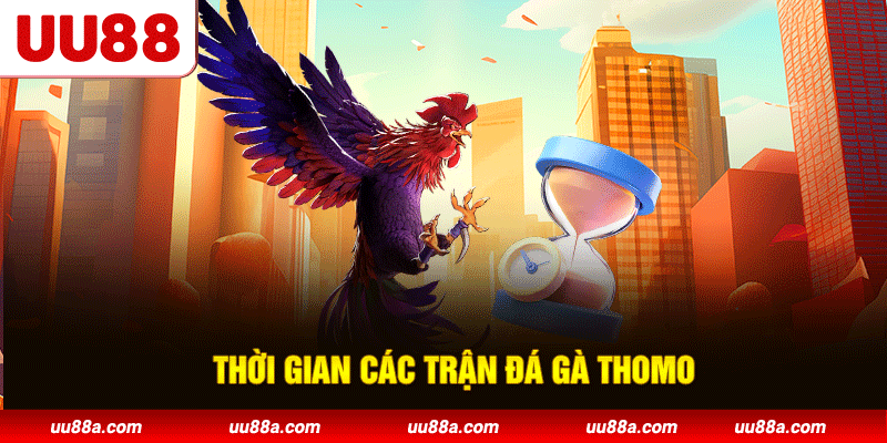 Thời gian các trận đá gà Thomo
