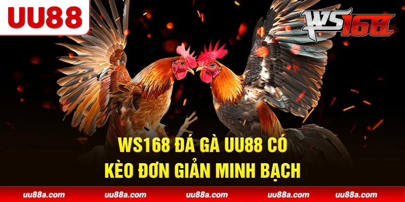 WS168 Đá Gà UU88 có kèo đơn giản, minh bạch