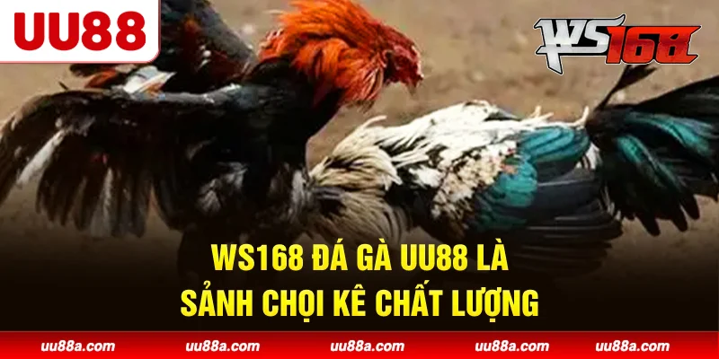 WS168 Đá Gà UU88 là sảnh chọi kê chất lượng