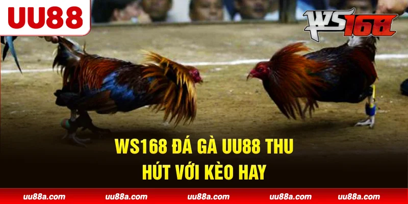 WS168 Đá Gà UU88 thu hút với kèo hay